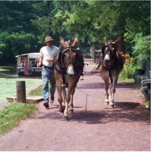 Mules on the towpath